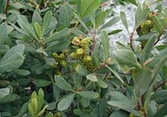 Pors (Myrica gale)