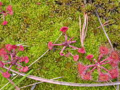 Rundsoldogg (Drosera rotundifolia)