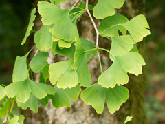 Ginkgo biloba