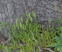 Myk kråkefot (Lycopodium clavatum)