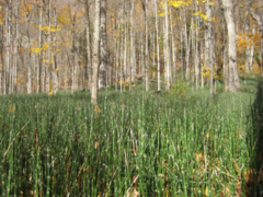 Skavgras (Equisetum hyemale)