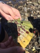 Flatøsters (Ostrea edulis)