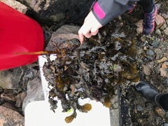 Rødalger (Rhodophyta)