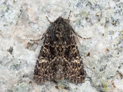 Grått fjellengfly (Apamea exulis)