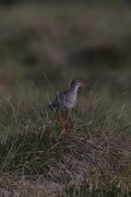 Rødstilk (Tringa totanus)