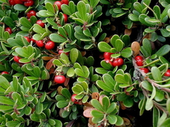 Melbær (Arctostaphylos uva-ursi)