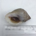 Purpursnegl (Nucella lapillus)
