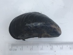 Blåskjell (Mytilus edulis)