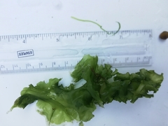 Havsalat (Ulva lactuca)