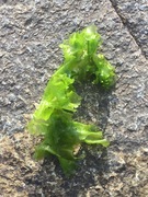 Havsalat (Ulva lactuca)