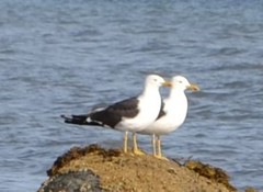 Svartbak (Larus marinus)