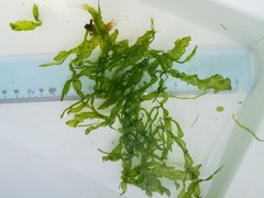 Tarmgrønske (Ulva intestinalis)