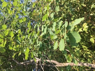 Osp (Populus tremula)