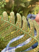 Sisselrotslekta (Polypodium)