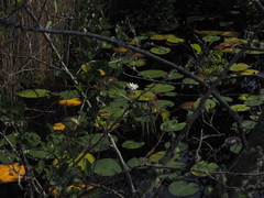Hvit nøkkerose (Nymphaea alba)