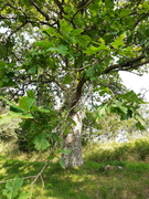 Eik (Quercus)