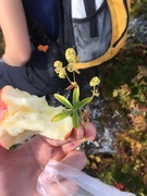 Fjellmarikåpe (Alchemilla alpina)