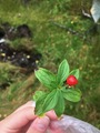 Skrubbær (Chamaepericlymenum suecicum)