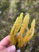 Stri kråkefot (Lycopodium annotinum)