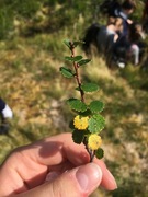 Dvergbjørk (Betula nana subsp. nana)