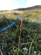 Blåtopp (Molinia caerulea)