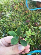 Tyttebær (Vaccinium vitis-idaea)