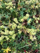 Fjellmarikåpe (Alchemilla alpina)