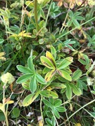 Fjellmarikåpe (Alchemilla alpina)