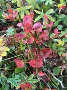 Blåbær (Vaccinium myrtillus)