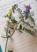 Fuglevikke (Vicia cracca)