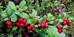 Tyttebær (Vaccinium vitis-idaea)