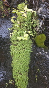 Gulsildre (Saxifraga aizoides)