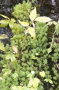 Vendelrot (Valeriana sambucifolia)