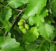 Gråor (Alnus incana)