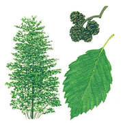 Gråor (Alnus incana)