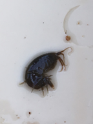 Tanglopper (Amphipoda)