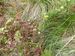 Småengkall (Rhinanthus minor)