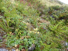 Fjellmarikåpe (Alchemilla alpina)