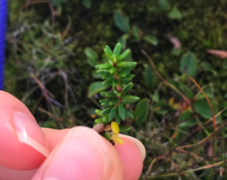 Krekling (Empetrum nigrum)