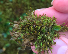 Moser (Bryophytes)