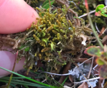 Moser (Bryophytes)