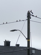 Sidensvans (Bombycilla garrulus)