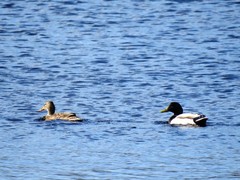 Stokkand (Anas platyrhynchos)