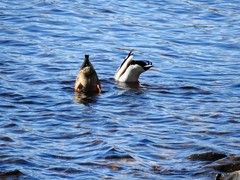 Stokkand (Anas platyrhynchos)