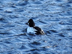 Kvinand (Bucephala clangula)