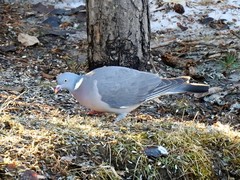 Ringdue (Columba palumbus)