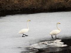 Sangsvane (Cygnus cygnus)