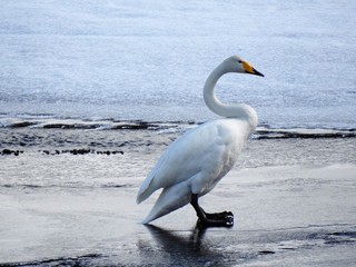 Sangsvane (Cygnus cygnus)