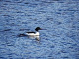 Laksand (Mergus merganser)