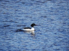 Laksand (Mergus merganser)